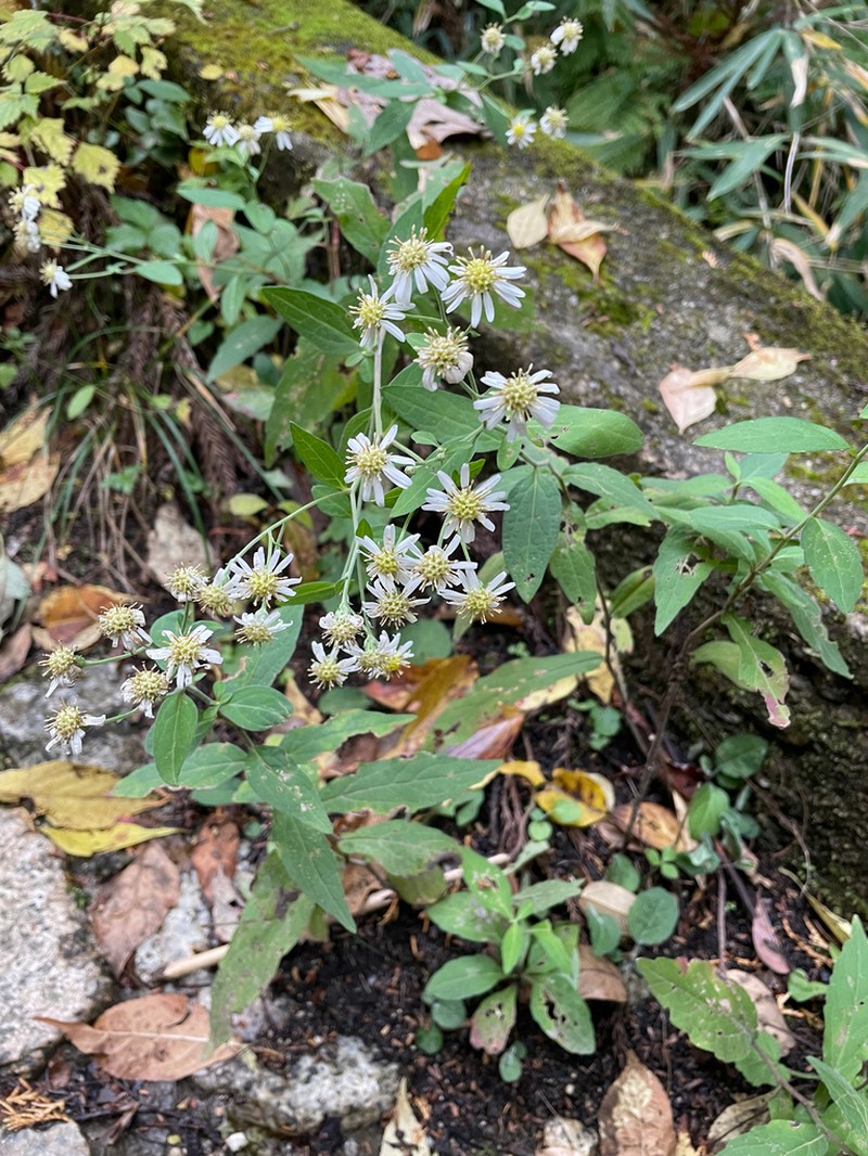 Aster semiamplexicaulis