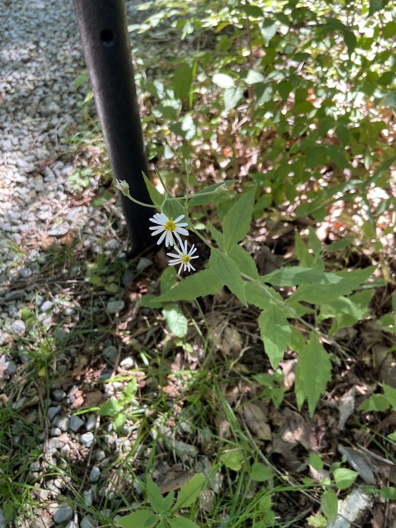 Aster semiamplexicaulis photo 2