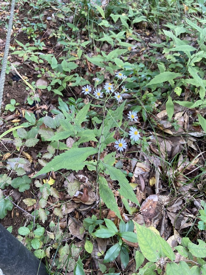 Aster semiamplexicaulis photo 3