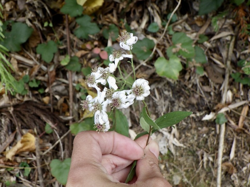 Aster semiamplexicaulis photo 4