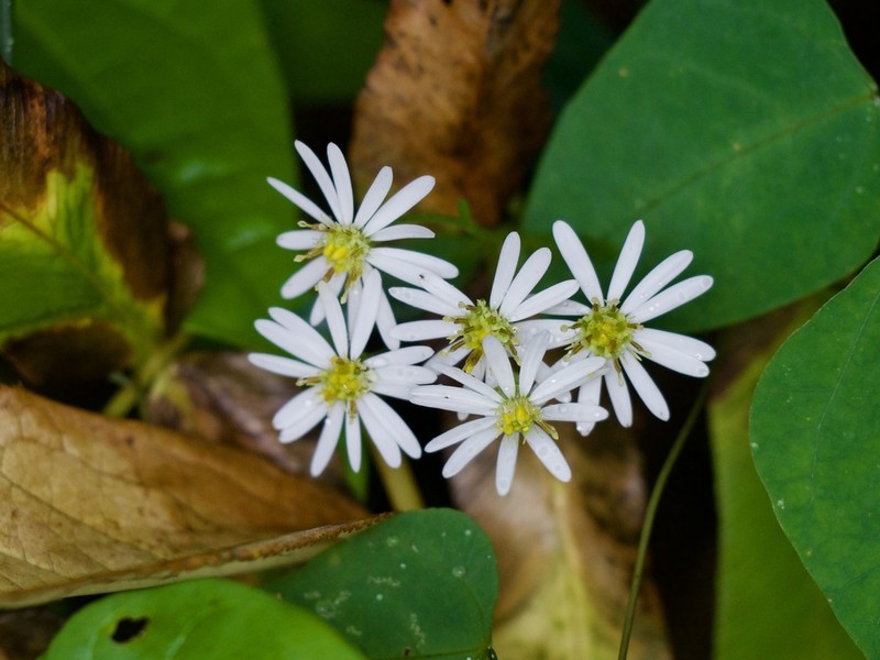 Aster semiamplexicaulis photo 5