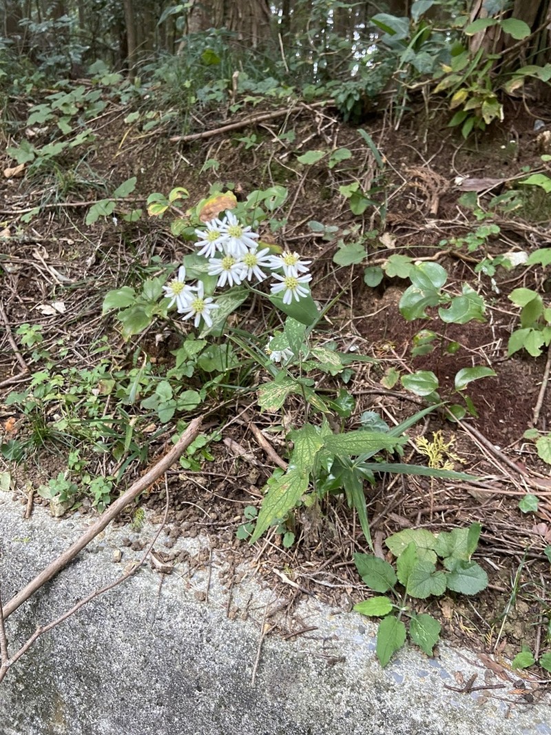 Aster semiamplexicaulis photo 6