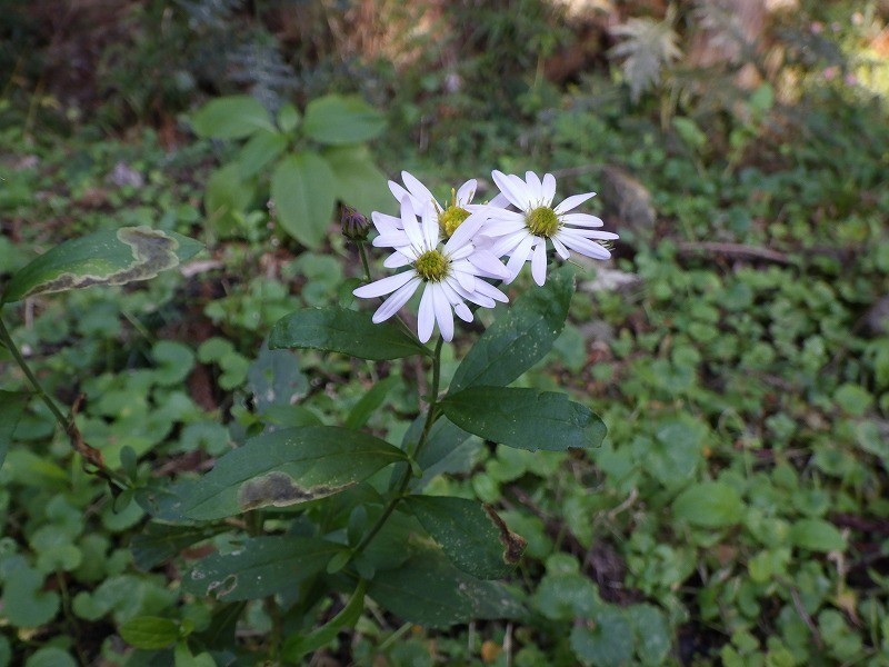 Aster semiamplexicaulis photo 7