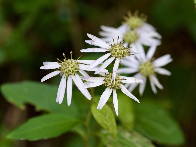 Aster semiamplexicaulis photo 8