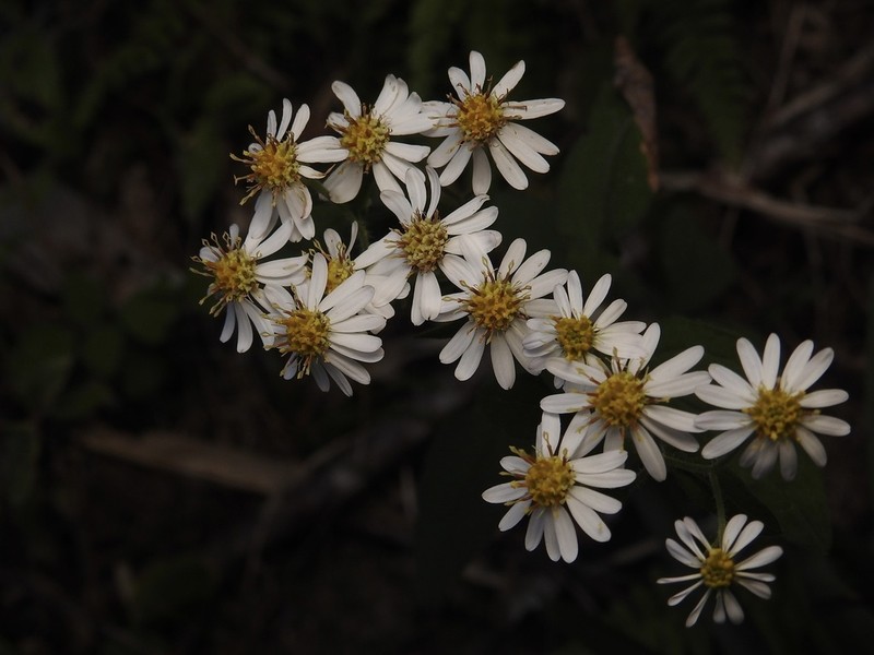 Aster semiamplexicaulis
