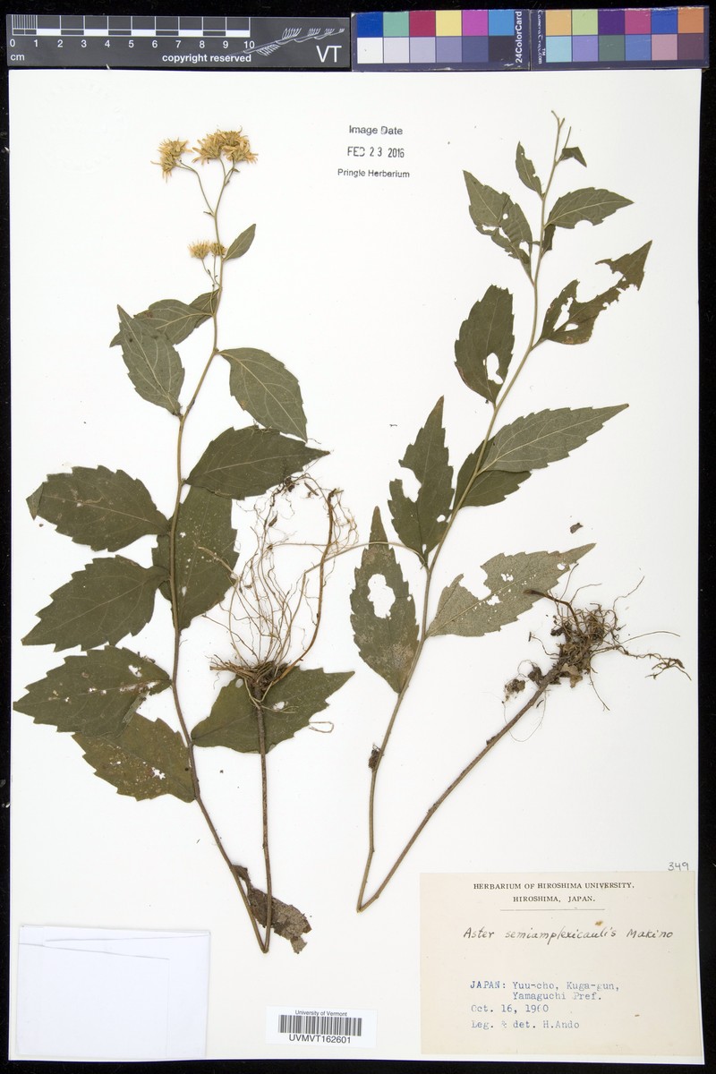 Aster semiamplexicaulis photo 2