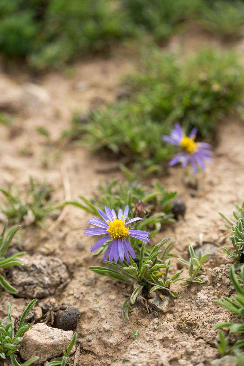 Aster semiprostratus