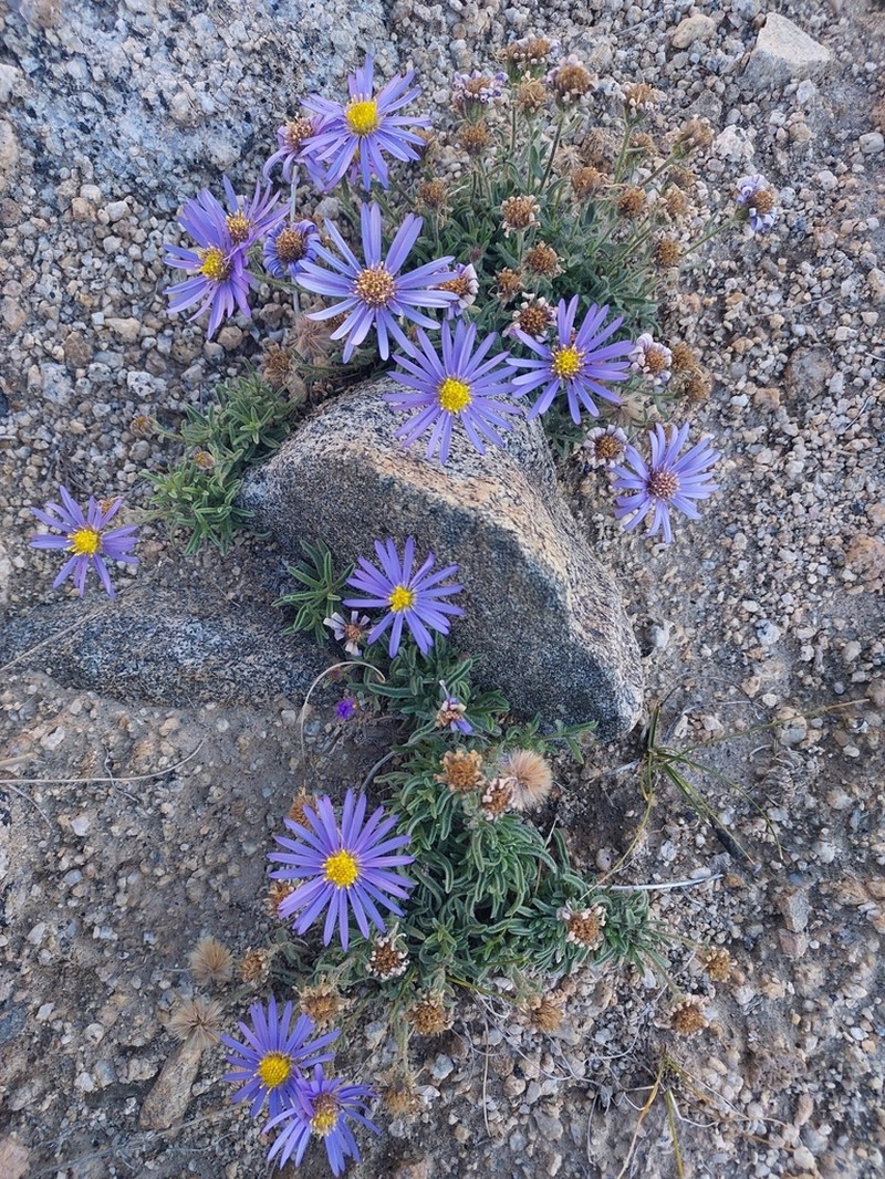 Aster semiprostratus photo 2