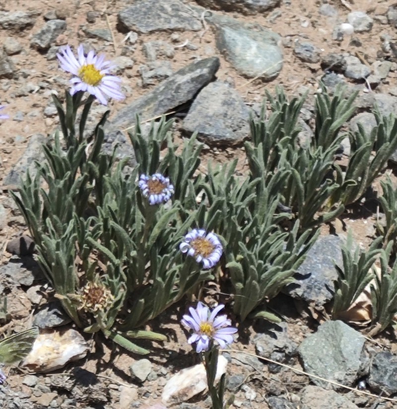 Aster semiprostratus photo 3