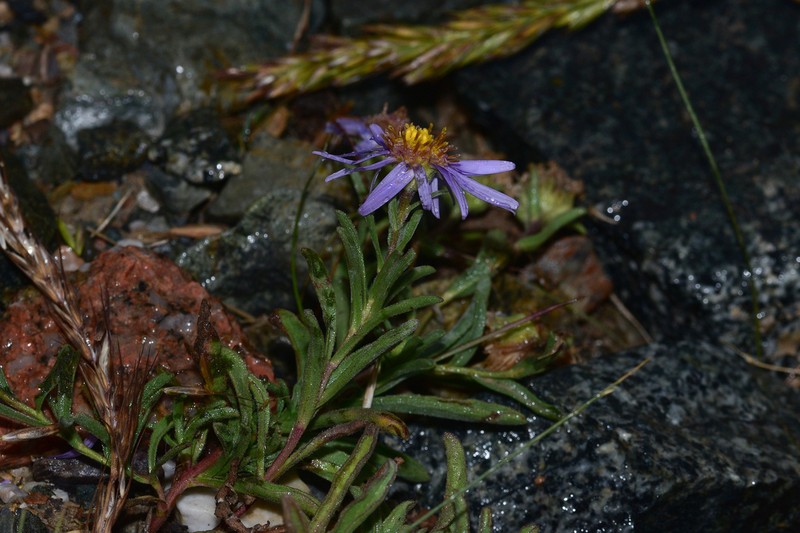Aster semiprostratus photo 4