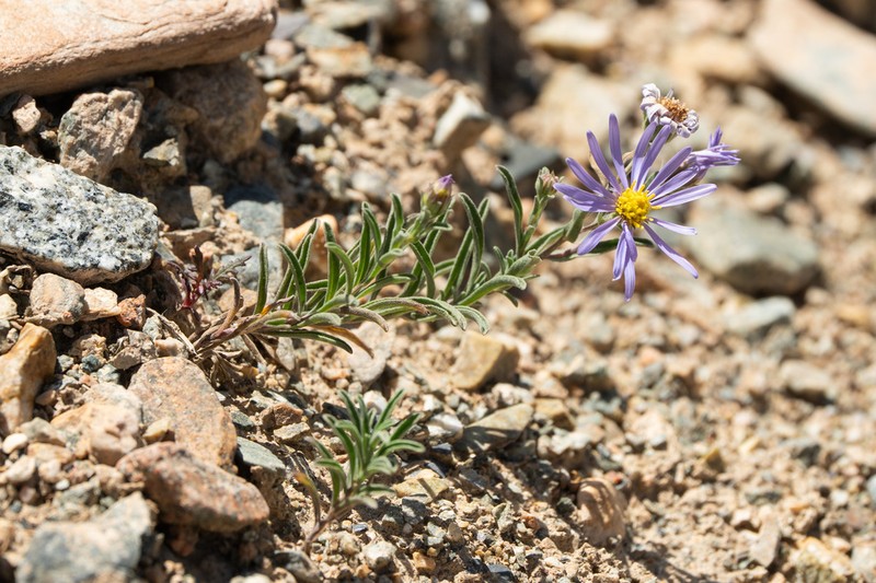 Aster semiprostratus photo 5