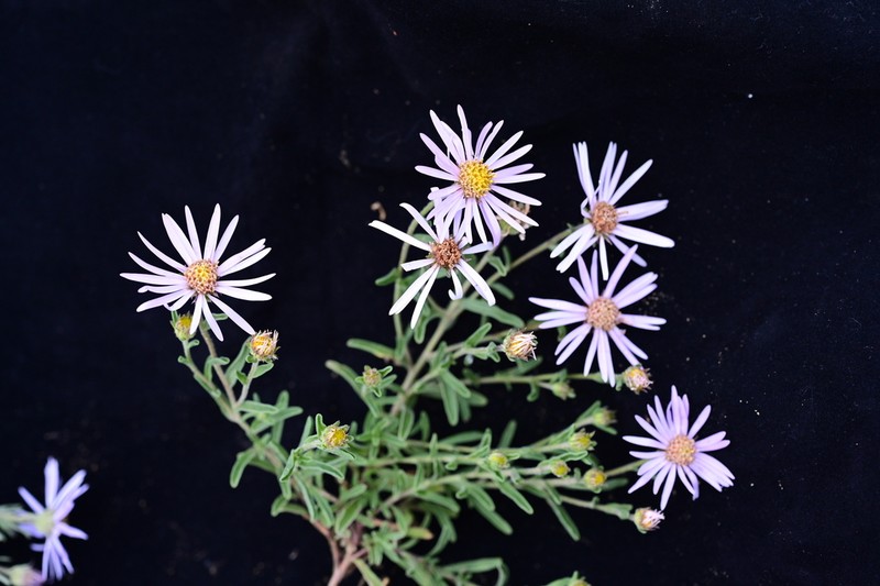 Aster semiprostratus photo 6
