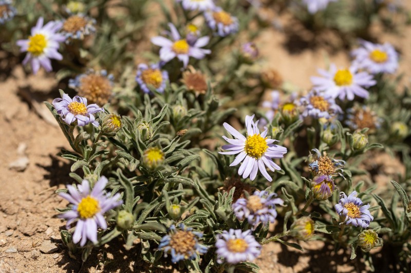 Aster semiprostratus photo 7