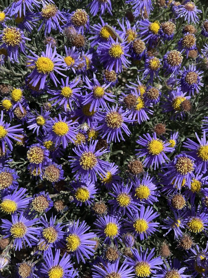 Aster semiprostratus photo 8