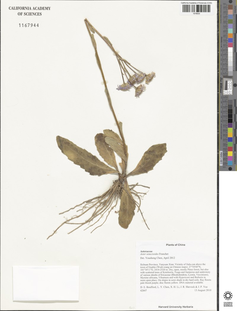 Aster senecioides