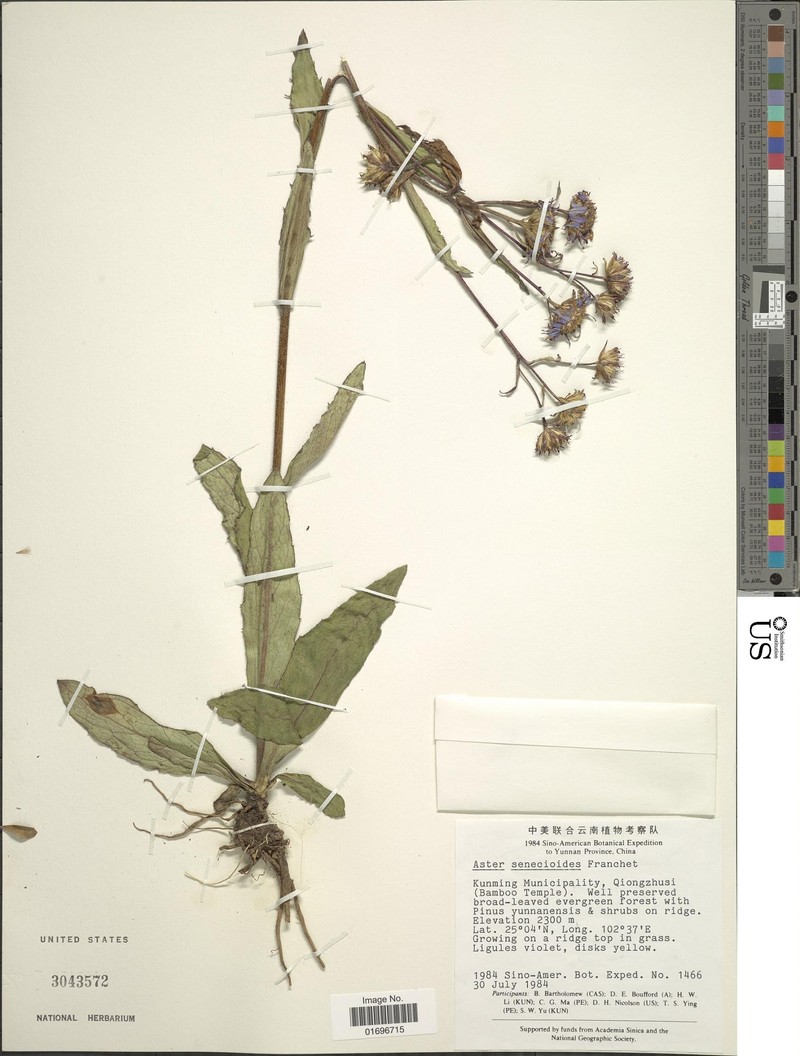 Aster senecioides photo 2