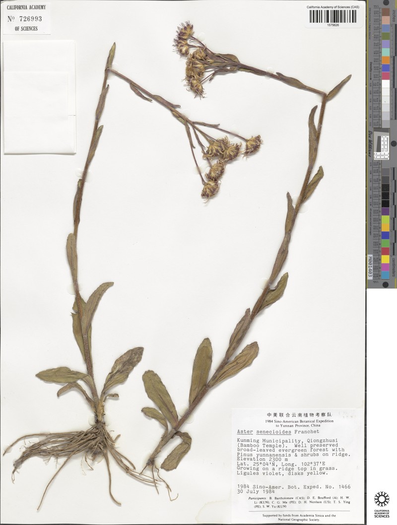 Aster senecioides photo 3