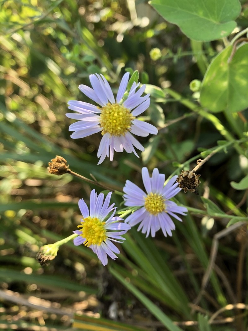 Aster shimadae photo 2