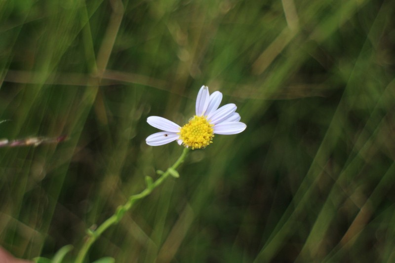 Aster shimadae photo 3