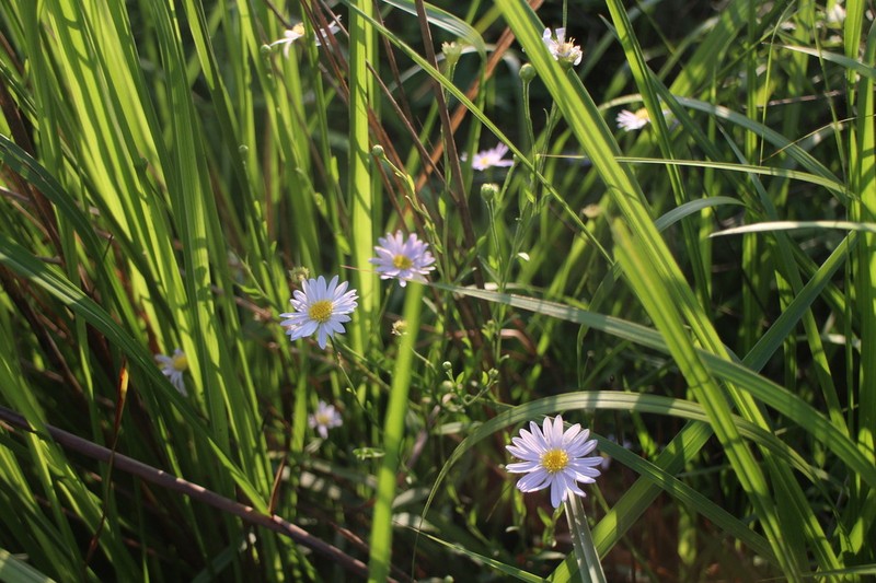 Aster shimadae photo 4
