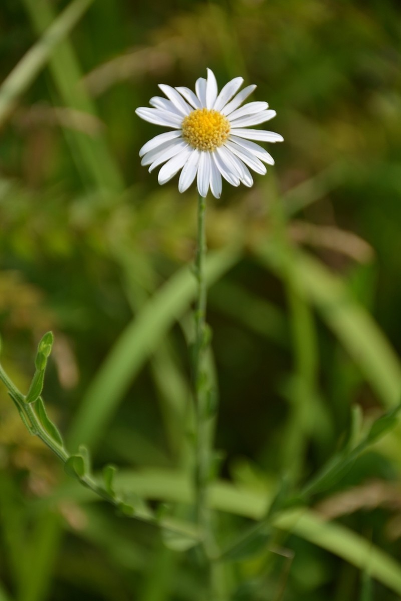 Aster shimadae photo 5