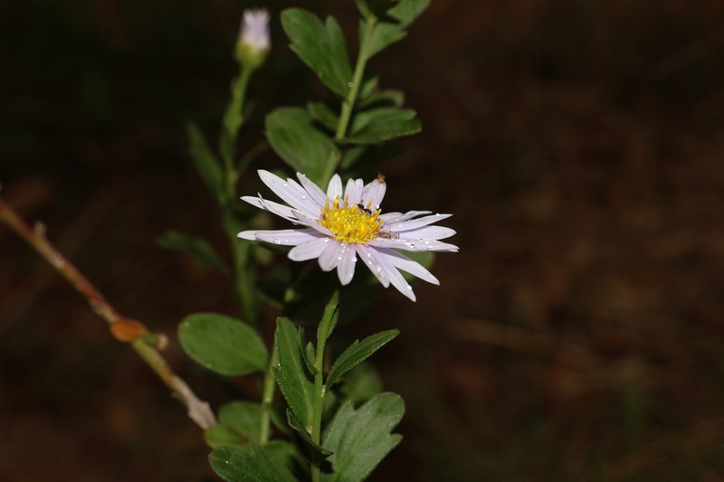 Aster shimadae photo 6
