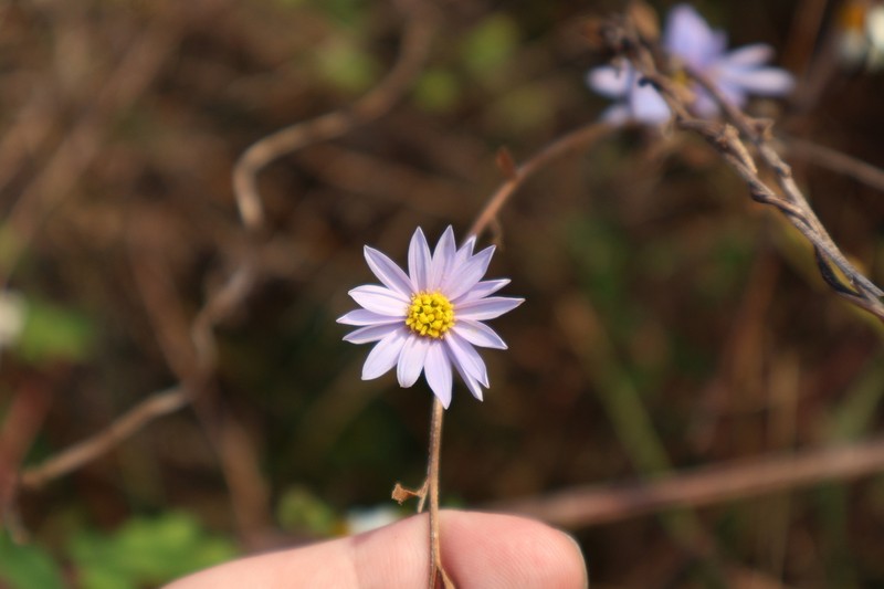 Aster shimadae photo 7