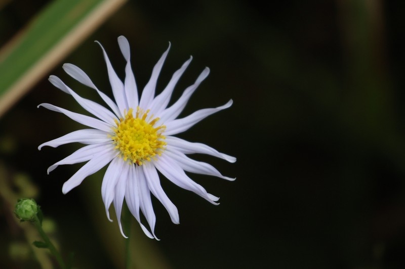 Aster shimadae photo 8
