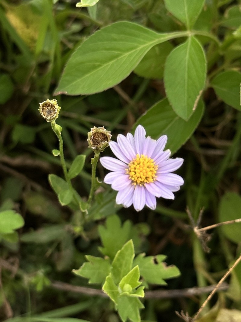 Aster shimadae