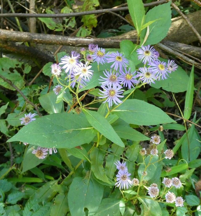 Aster sikkimensis photo 2