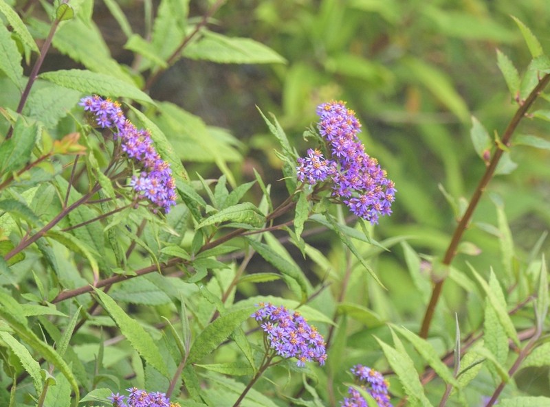 Aster sikkimensis photo 3