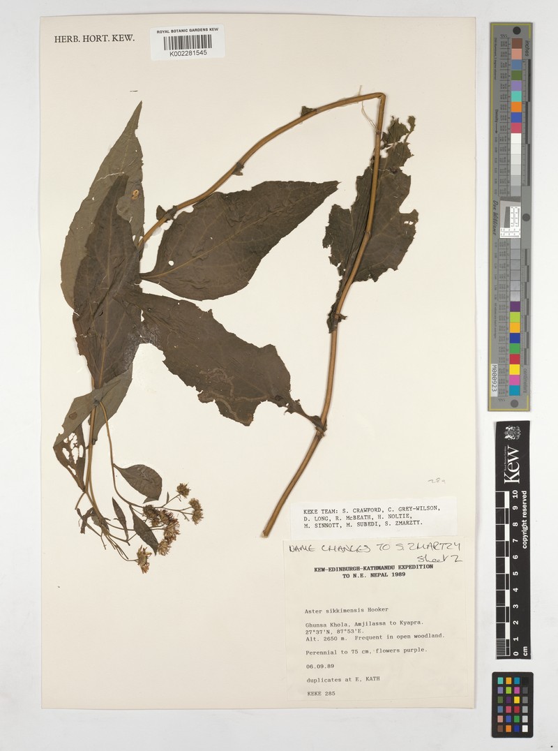 Aster sikkimensis photo 6