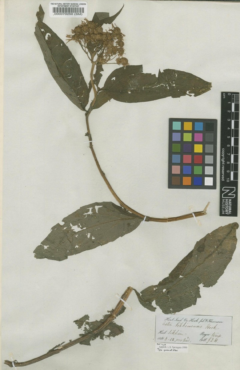 Aster sikkimensis photo 7