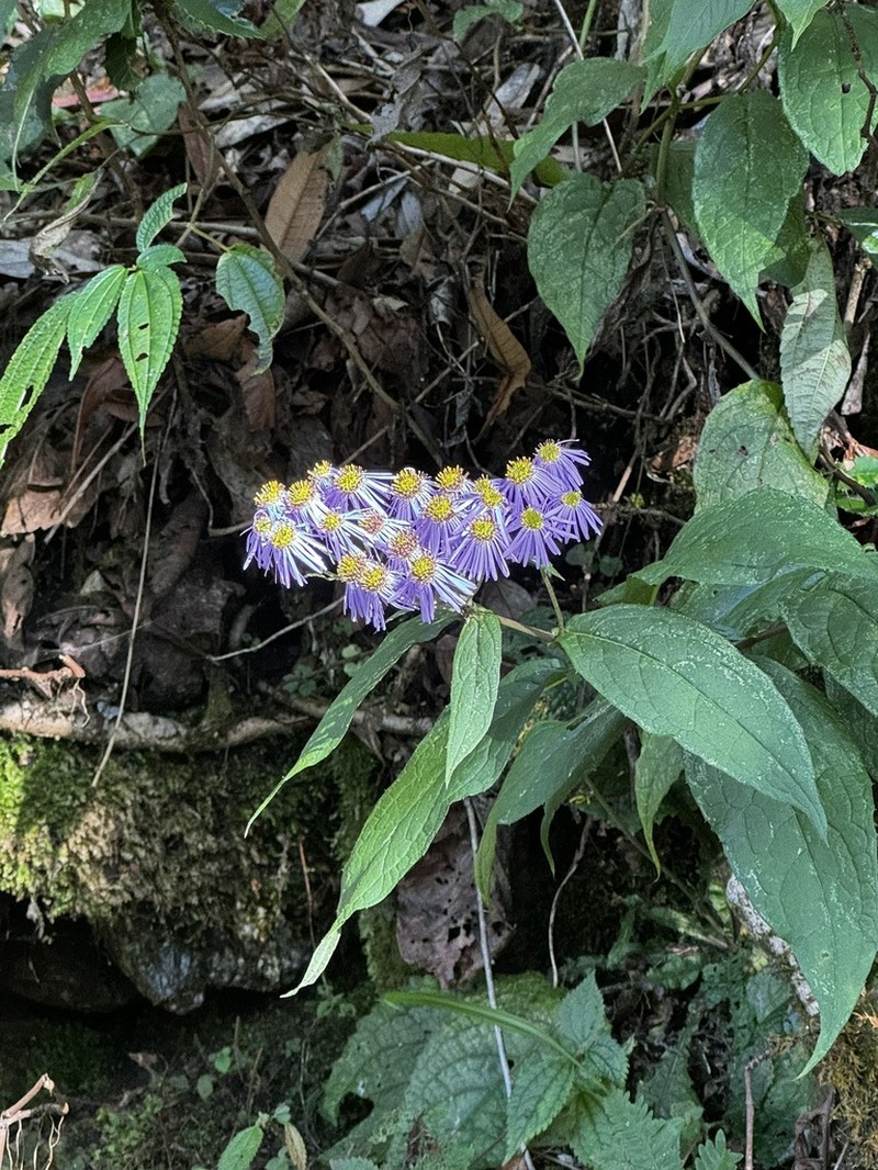 Aster sikkimensis