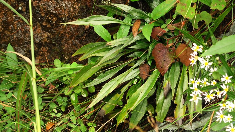 Aster sinoangustifolius