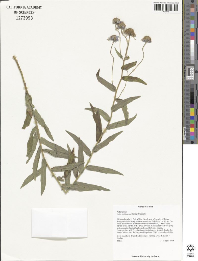 Aster smithianus photo 2