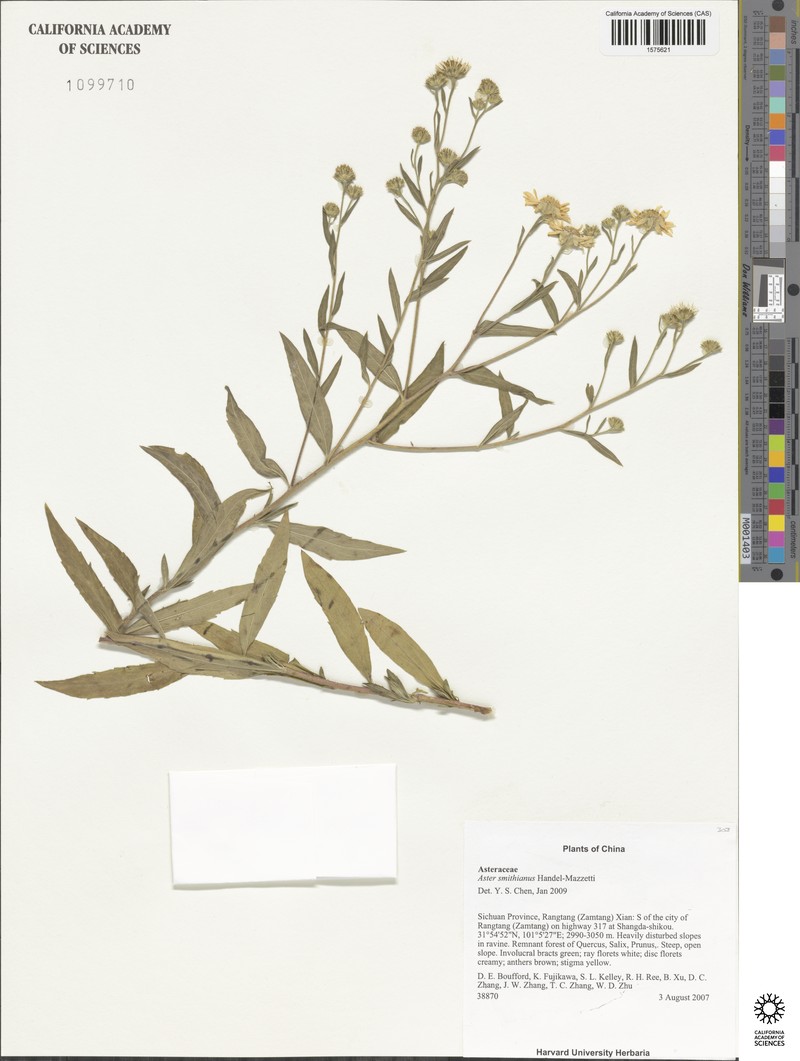 Aster smithianus photo 3