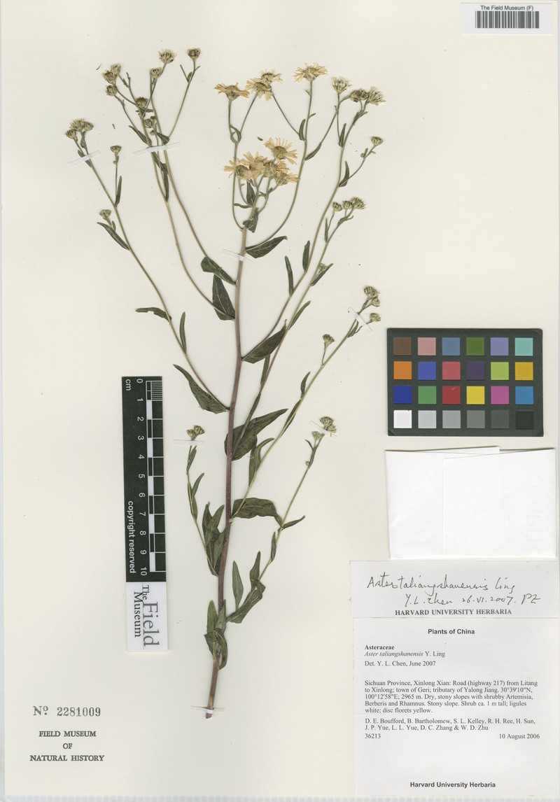 Aster smithianus photo 4