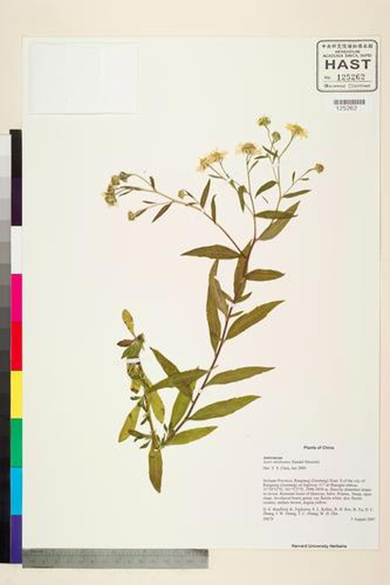 Aster smithianus