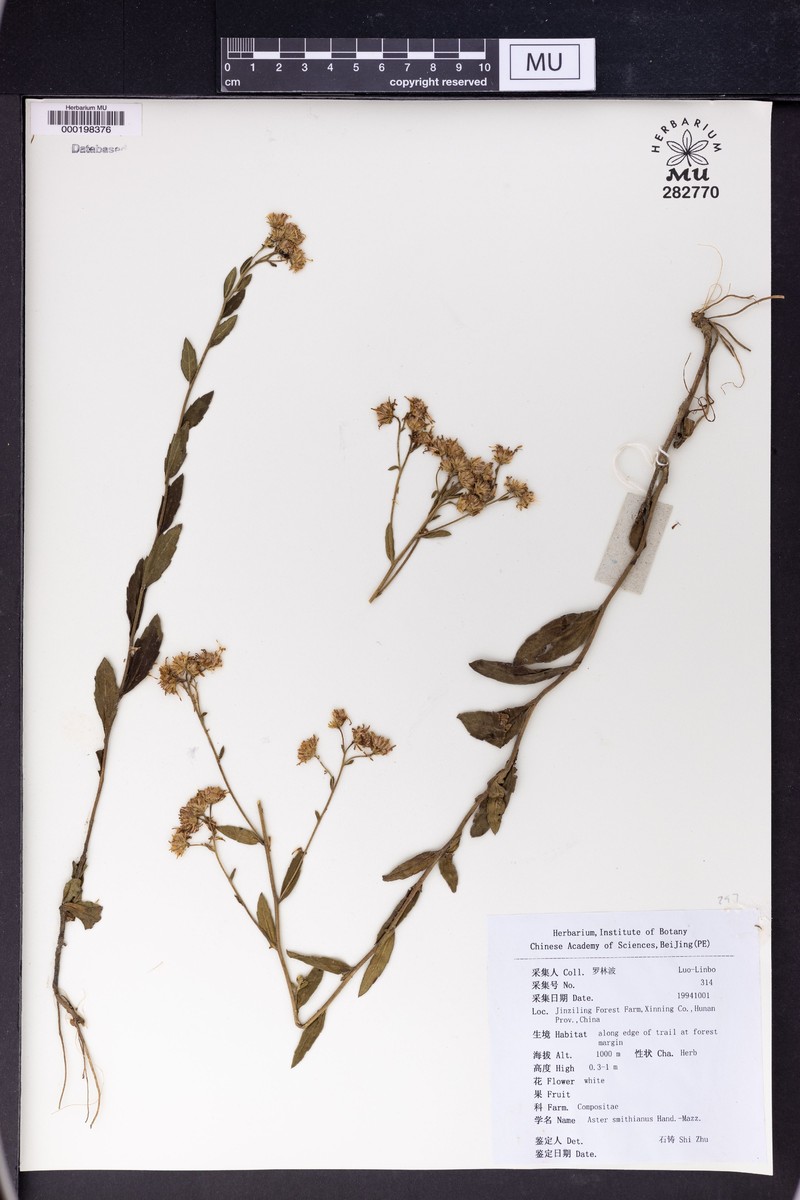 Aster smithianus photo 2