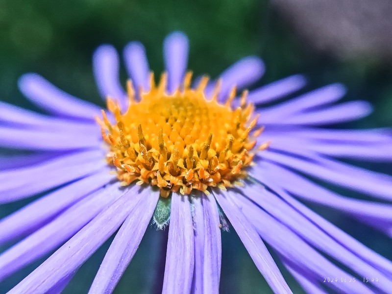 Aster souliei photo 2