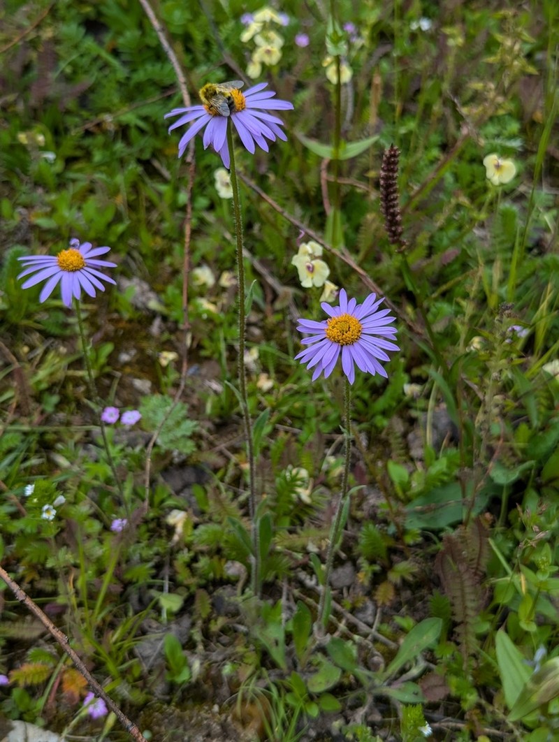 Aster souliei photo 3