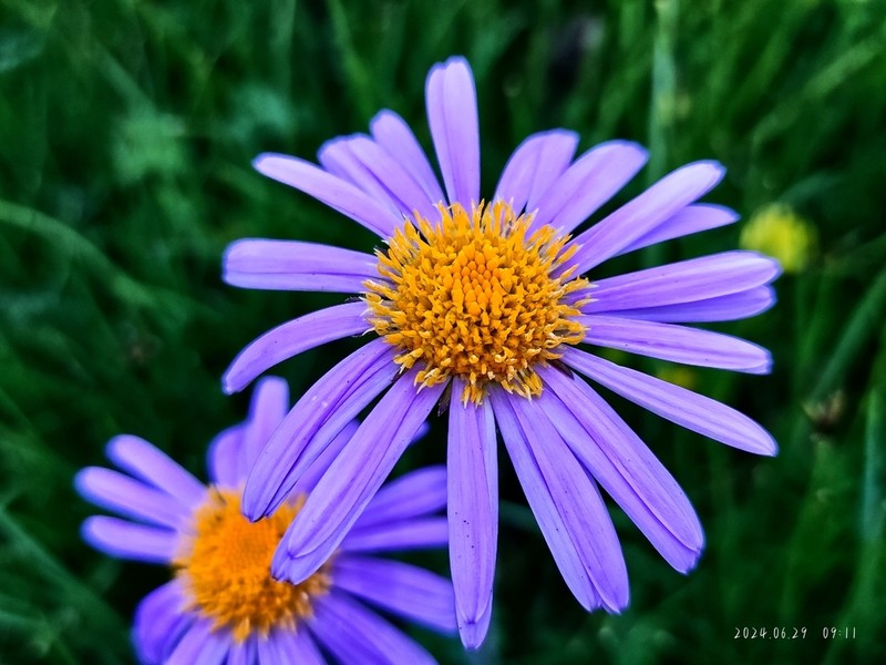 Aster souliei photo 4