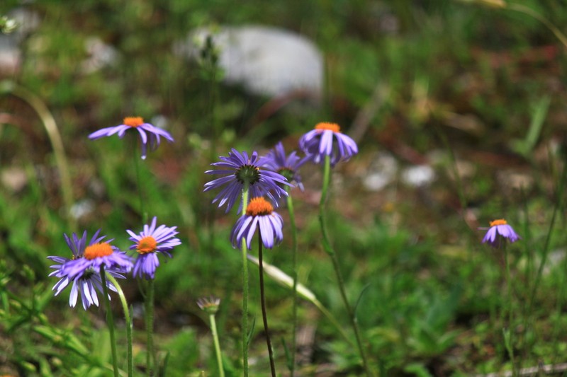 Aster souliei photo 5