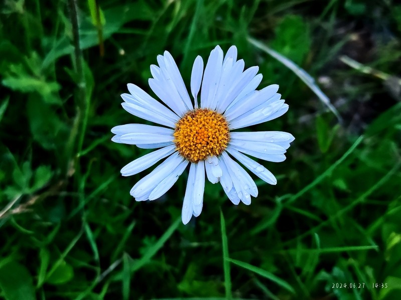 Aster souliei photo 6