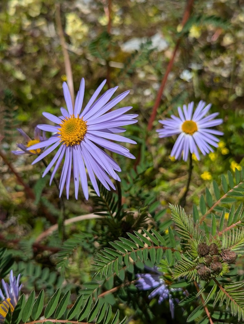Aster souliei photo 7