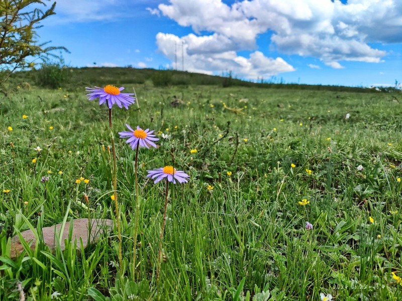 Aster souliei photo 8