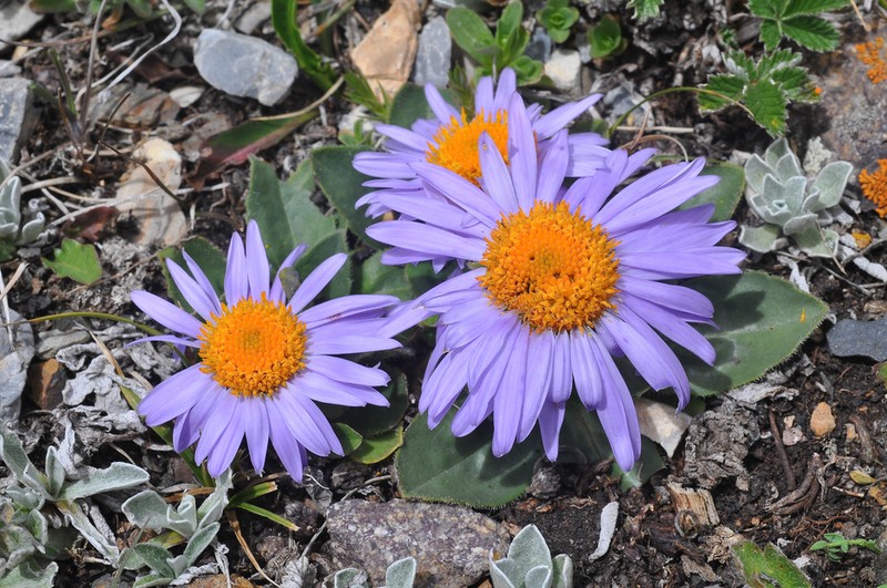 Aster souliei