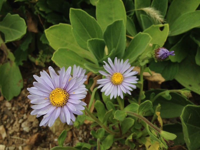 Aster spathulifolius