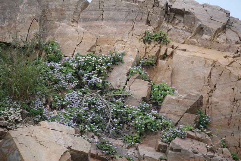 Aster spathulifolius photo 2